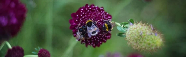 Featured image for Nature conservation officer: job description