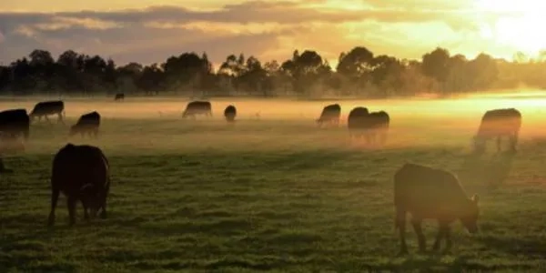 Thumbnail image for Arla Foods