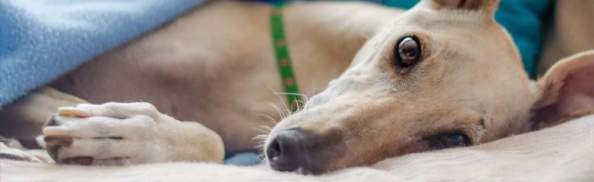 Featured image for Veterinary nurse: job description